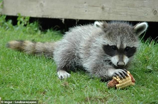 加拿大妈妈在家中养了一只小浣熊和五只小狗 小狗亲吻浣熊好萌 布莱特 小浣熊 浣熊