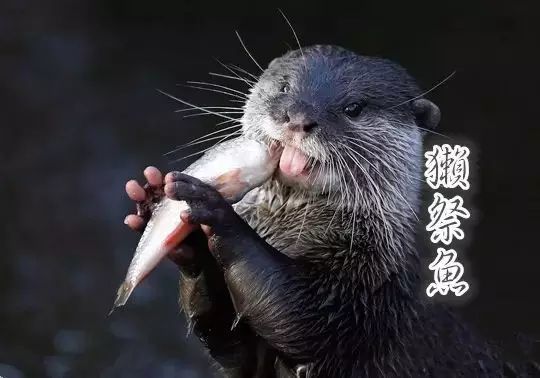 一候獭祭鱼"一候獭祭鱼;二候鸿雁来;三候草木萌动.