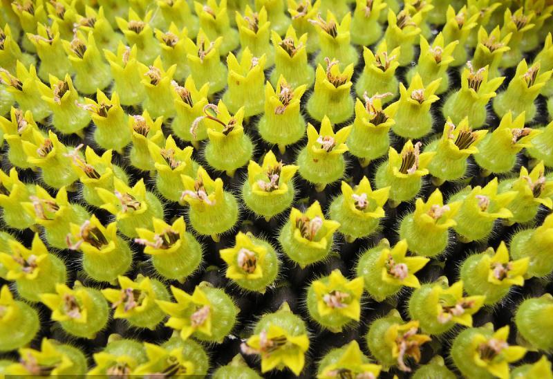 一朵向日葵花能长多少粒种子