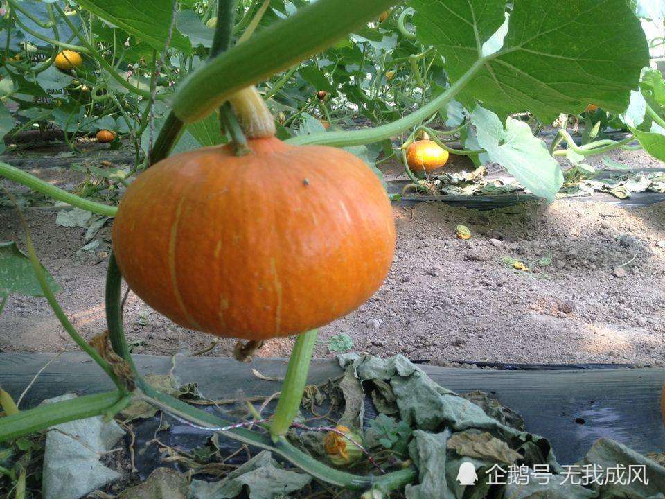 南瓜是日本来的吗 怎样种植 腾讯新闻