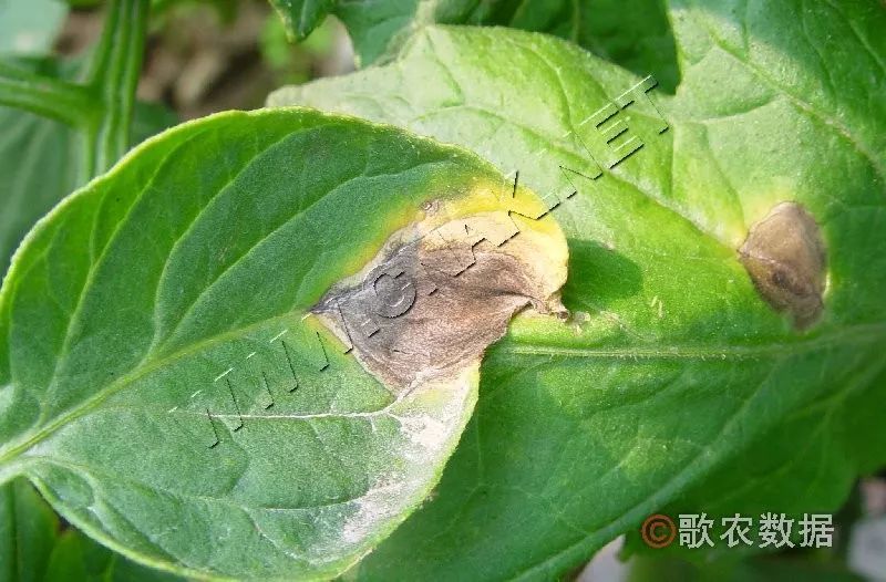 植保這個農藥專治根蛆韭蛆蒜蛆等5小時死蛆1天死蛆率達到95番茄早疫病