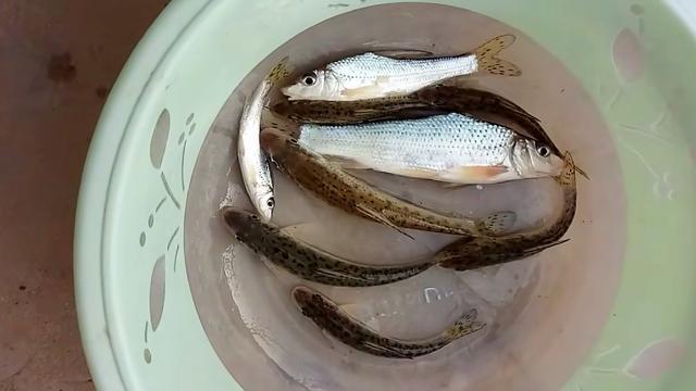 黄河中的花妞常被钓友误认为是鸽子鱼天冷更好钓