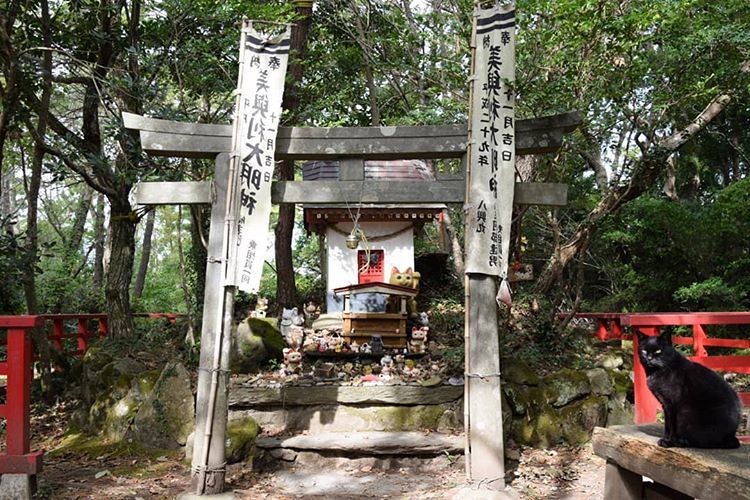 赐予美丽 为猫祈福 这些特殊的日本神社 也许你会想专程前往 腾讯新闻