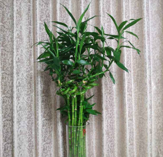 家里养这5种"竹",财运旺盛,生活节节攀高!