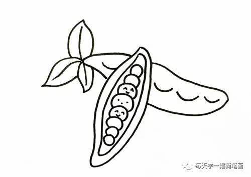豌豆种子 简笔画图片