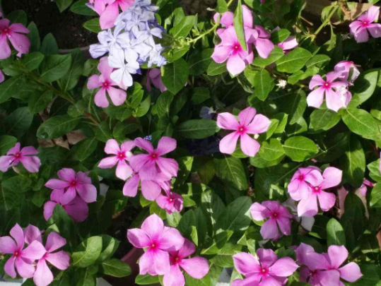 一种贱花叫 天天开 一年四季开不停 咔嚓一下长成小花树 腾讯新闻