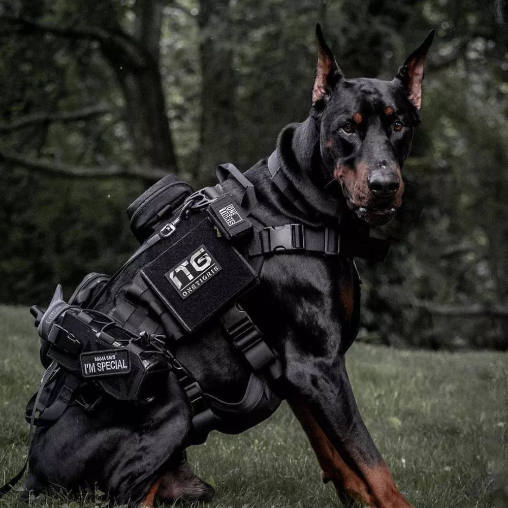 无声的陪伴你的战友你的伙伴