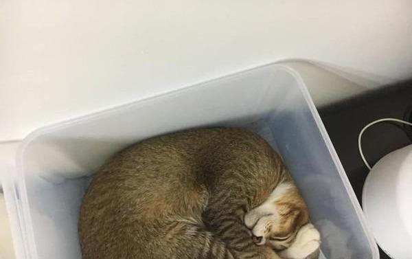 一个塑料箱 就能全方位吸猫 猫咪的睡姿太搞笑了 虎斑猫 猫咪 猫主子 吸猫 猫窝 猫奴