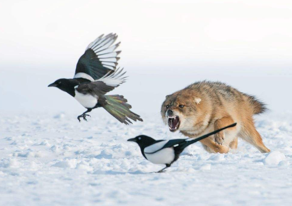 为什么一群狼的正常数量是7匹狐狸和狼哪个智商高狡猾