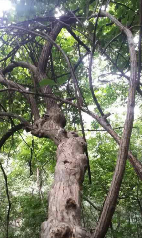 山里常见一"筷子木",以前数量多,随便砍,现才知是珍贵降龙木