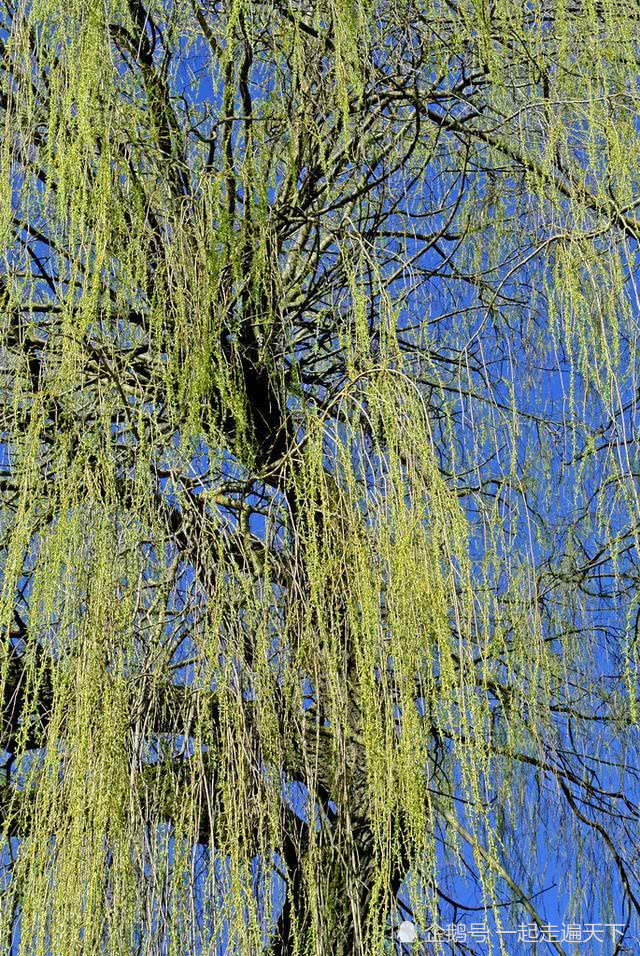春天来了淮河边上的柳树发芽了