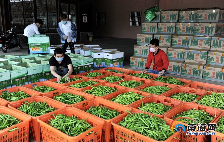 在澄迈华联社实业有限公司蔬菜收购处,工人在对泡椒进行过秤分拣打包