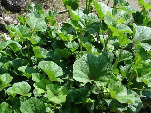 白菜之前的"菜王",今沦为野菜,一斤卖出12元高价,市场不多见