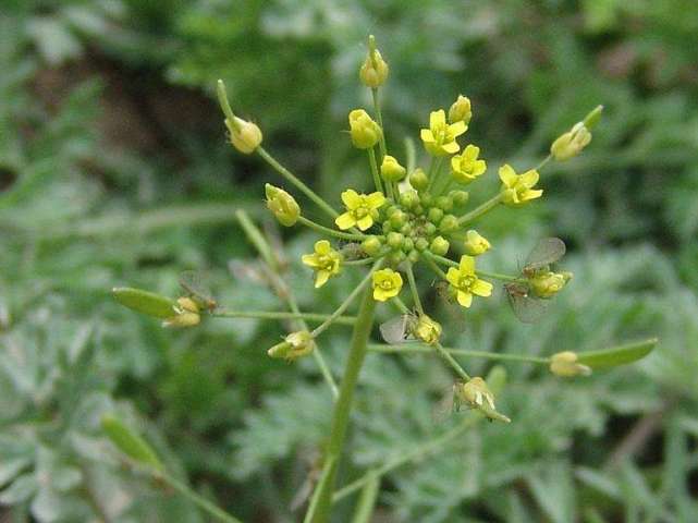 如果进行查阅,会发现在许多著作中都有着名为葶苈散的方剂,但今天要