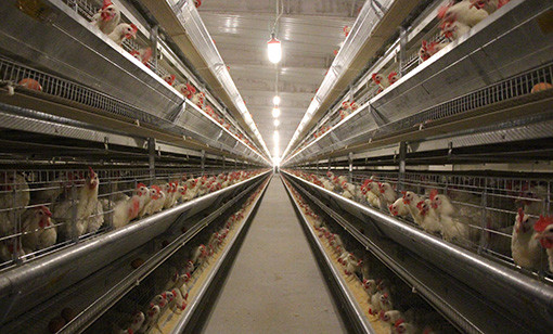 智慧蛋鸡峪口禽业2019科技成果之一开产体重对蛋鸡产蛋的影响