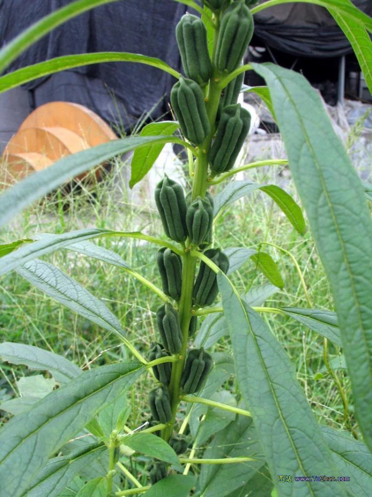 黑芝麻上生长在西南地区,后来慢慢发展到在南方各地都有种植.