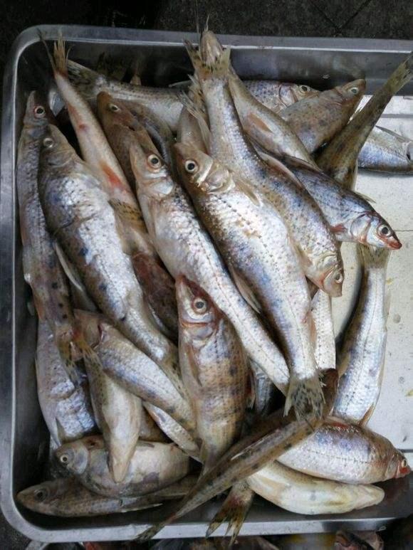 高效网箱养殖新品种花47鱼技术