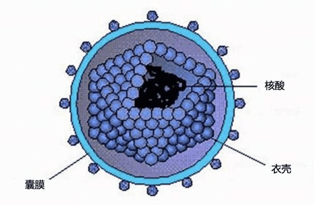 多糖和脂类构成的类脂双层膜,主要功能是"欺骗"细胞,帮助病毒进入细胞