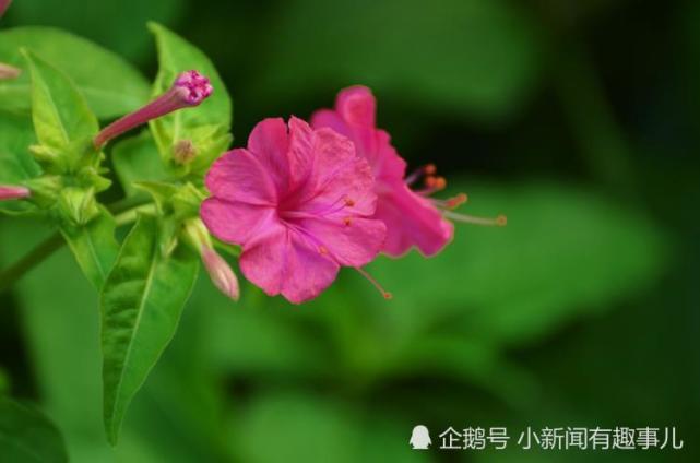 从2月19日开始 好运到身边 会花开富贵 步步高升的生肖