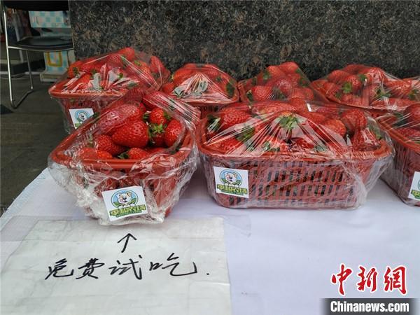 四川绵阳新鲜草莓滞销催生无人售卖摊点上市7天卖了近7万元