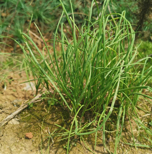 的名字也很多,比如贼蒜,野小蒜,小根蒜,山蒜,菜芝,小根菜,细韭,狗屎葱
