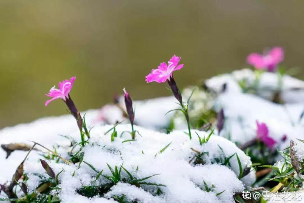 暖冬遇上倒春寒 花被大雪覆盖 小心一夜回到解放前 腾讯新闻