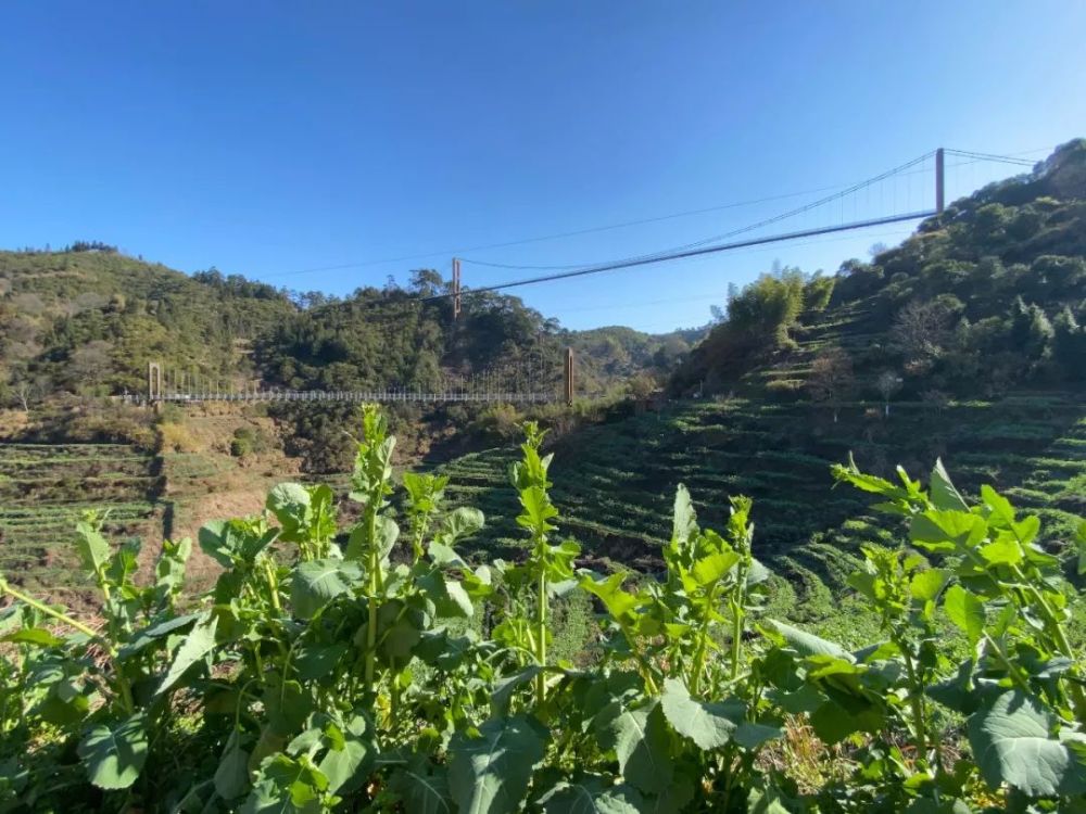 共同战"疫",央视直播婺源油菜花,共迎绝美春日花海!