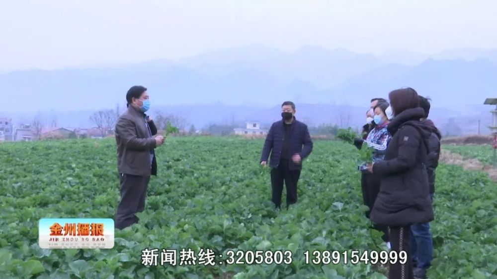 油菜苔食用价值高安康这些菜苔盼采摘 腾讯新闻