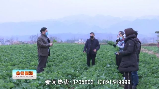 油菜苔食用价值高安康这些菜苔盼采摘 童宁 白菜 王志荣 油菜 安康 刘强 周梦雪 农业技术推广 曾辉 蔬菜