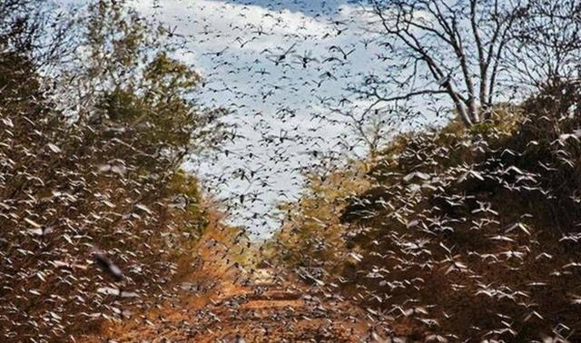 蝗灾过境,寸草不生,为什么不能靠捕杀和食用来消灭蝗灾?