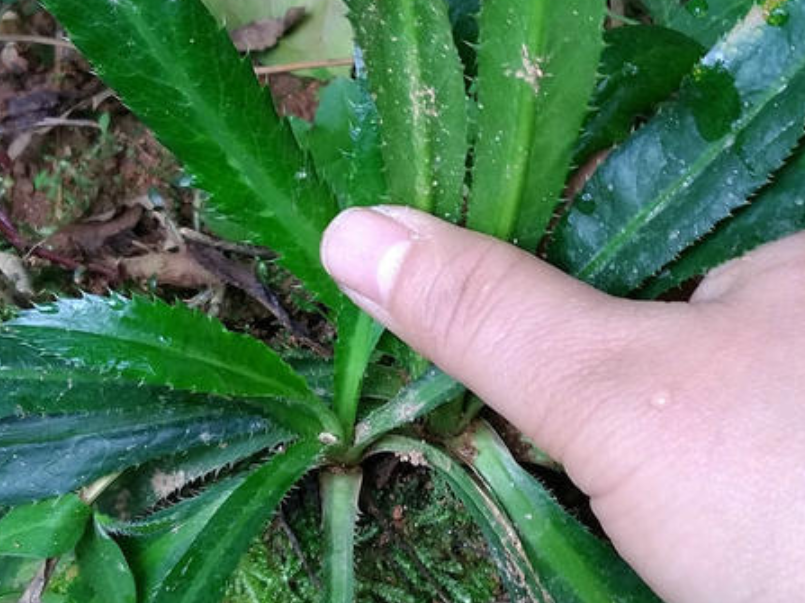 第3種:刺芫荽說起芫荽,很多人都知道,就是我們平時吃的香菜,但是有一