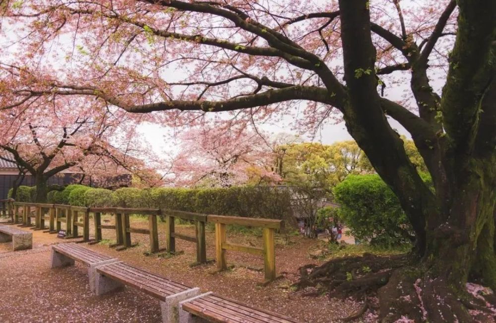 登上五稜郭塔展望臺,就可以完美俯瞰五稜郭公園全景,櫻花盛開的時節