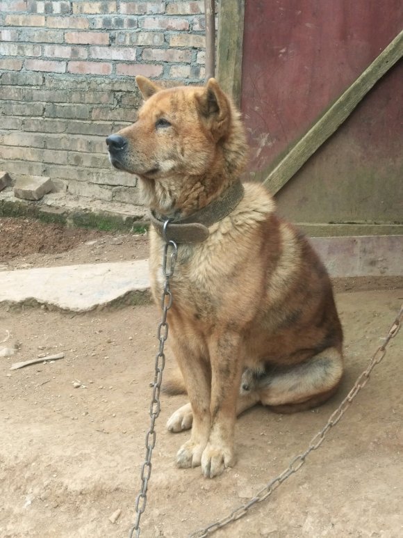 把土狗拴在家不是为了看门它出去总惹事狗得平事