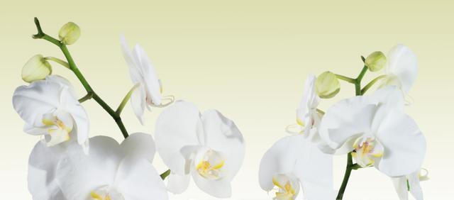 盘点春兰蕙兰建兰寒兰墨兰春剑莲瓣兰7大兰花的叶型和开花特点 腾讯新闻