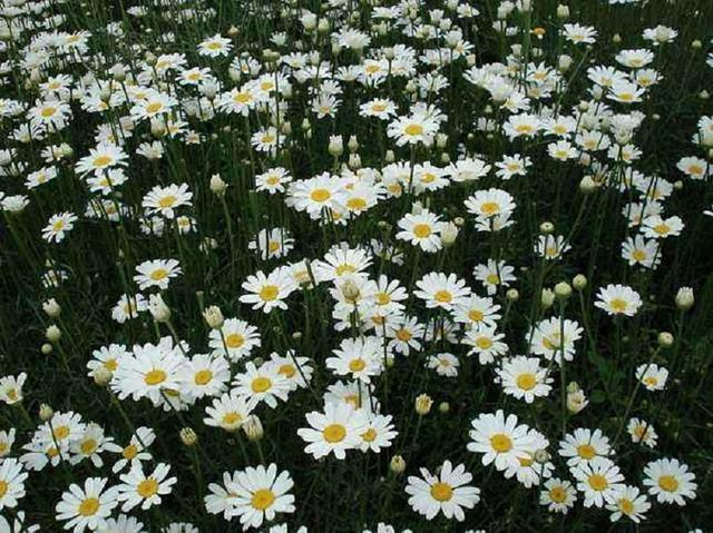 这朵菊花很好看 更能杀死多种田间害虫 你会种吗 腾讯新闻