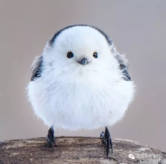 在日推上还有个叫做"肥啾锦标赛"的话题,网友们纷纷晒出自家宠物或是