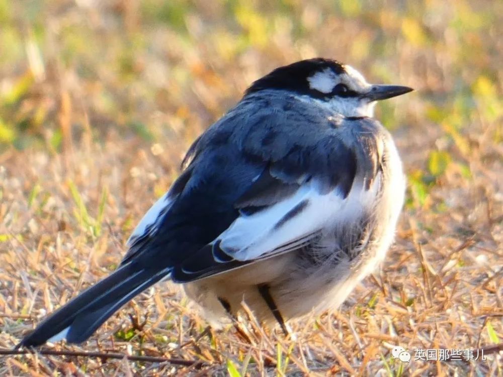 同样是冬天胖成球凭什么鸟球就这么可爱
