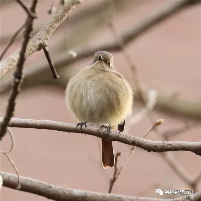 同样是冬天胖成球,凭什么"鸟球"就这么可爱!