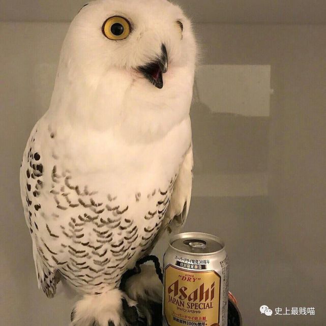 "给猫头鹰喝了酒当日本网友也是另外一回事朋友圈给你分了哪一个组
