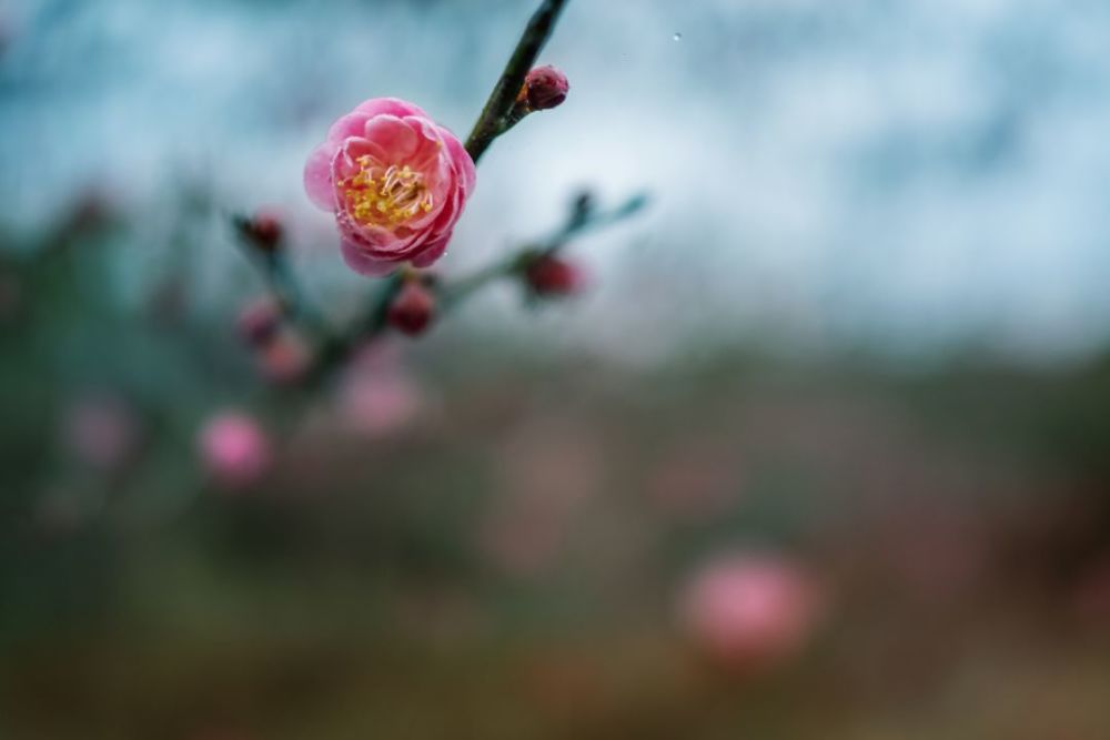 仿佛在盼望着疫情能够早些结束 ▲ 陈胜伟 摄 ▲《梅湾春晓》 俞海
