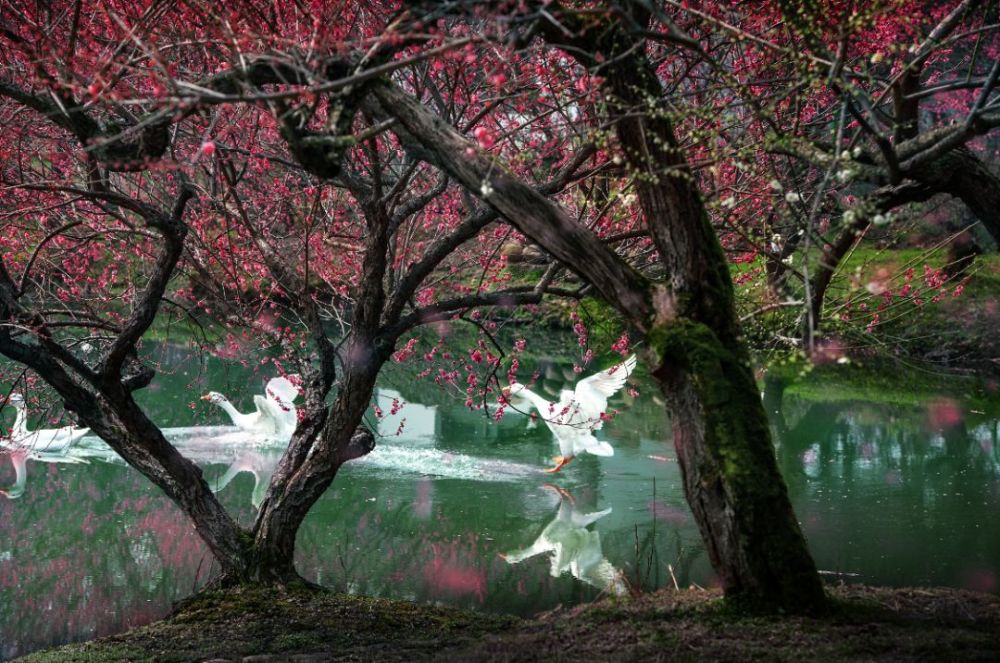 仿佛在盼望着疫情能够早些结束 ▲ 陈胜伟 摄 ▲《梅湾春晓》 俞海