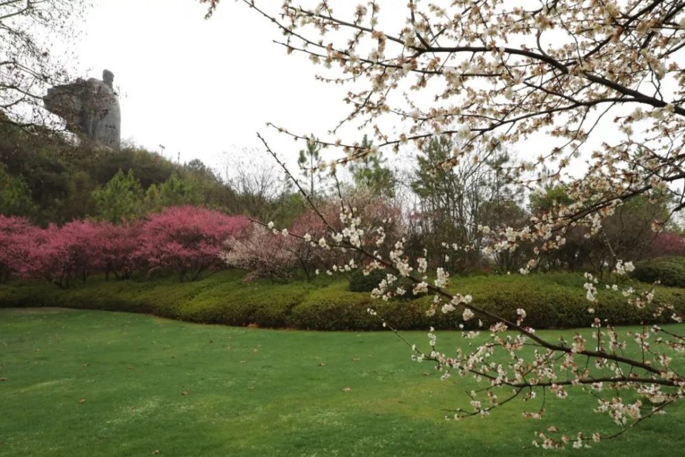 仿佛在盼望着疫情能够早些结束 ▲ 陈胜伟 摄 ▲《梅湾春晓》 俞海