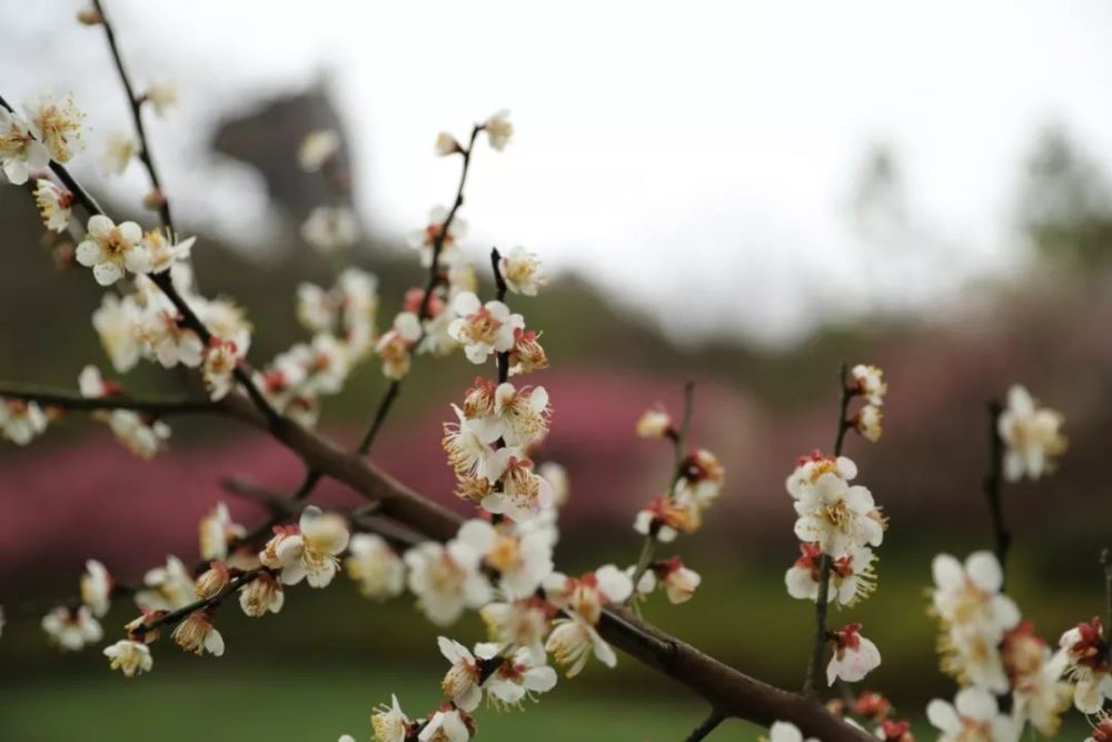 仿佛在盼望着疫情能够早些结束 ▲ 陈胜伟 摄 ▲《梅湾春晓》 俞海