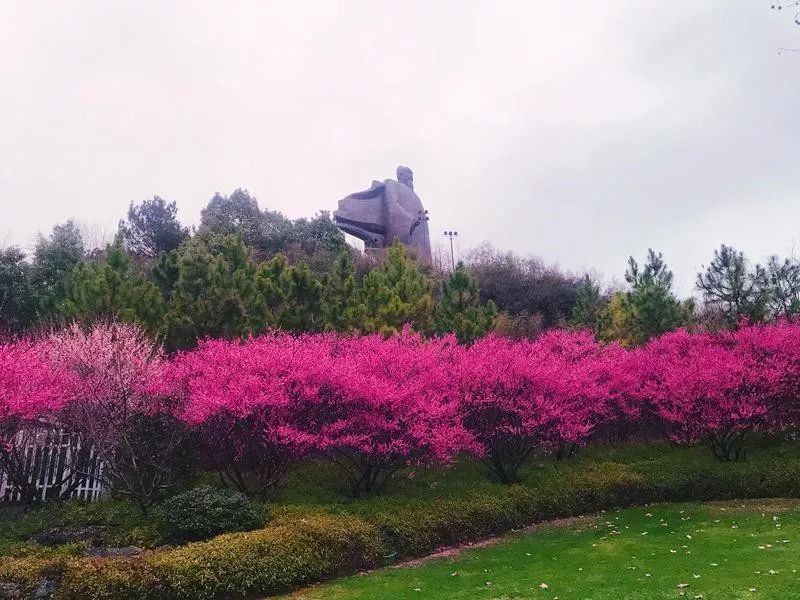 仿佛在盼望着疫情能够早些结束 ▲ 陈胜伟 摄 ▲《梅湾春晓》 俞海