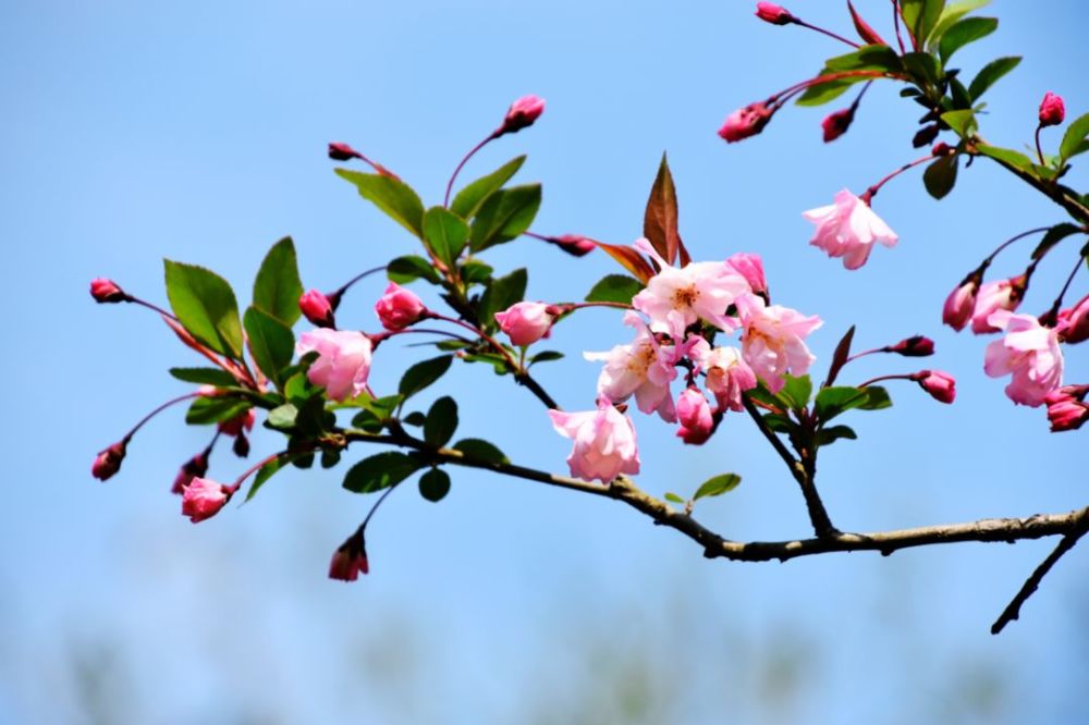 仿佛在盼望着疫情能够早些结束 ▲ 陈胜伟 摄 ▲《梅湾春晓》 俞海 摄