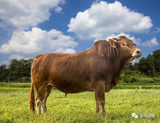 肉牛|千万小心，别把肉牛喂出酸中毒！肉牛“过料”发生的六大原因