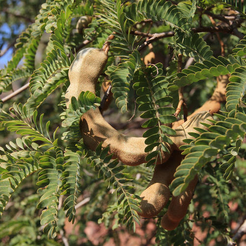 农村野果成果中"钙王",国外没人吃低价卖,国内却高涨20元每斤