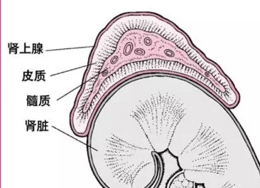 内环境稳态的调节机制体液调节