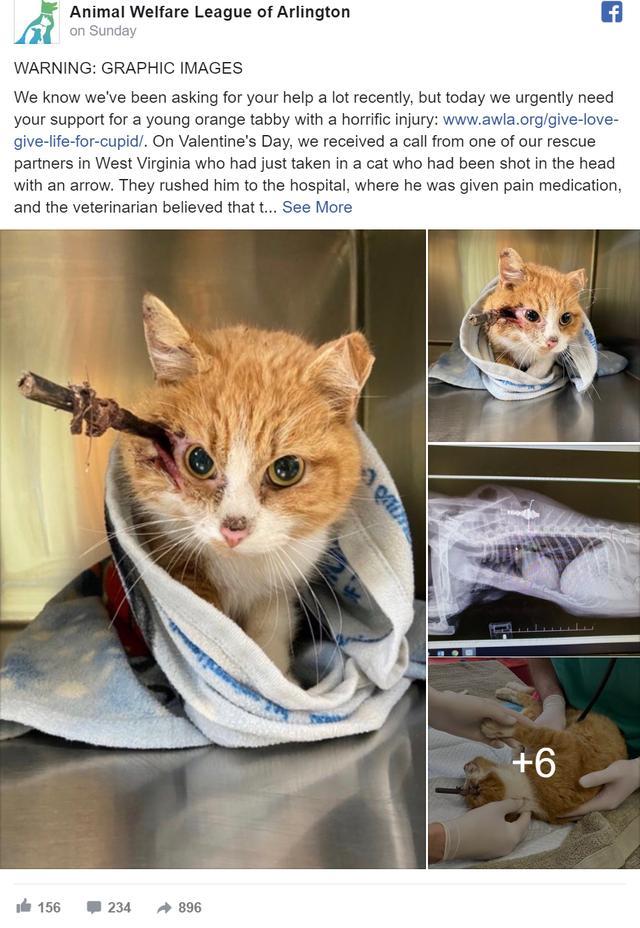 美国小猫头部中箭至少一周竟未伤及动脉兽医偏1厘米就会死