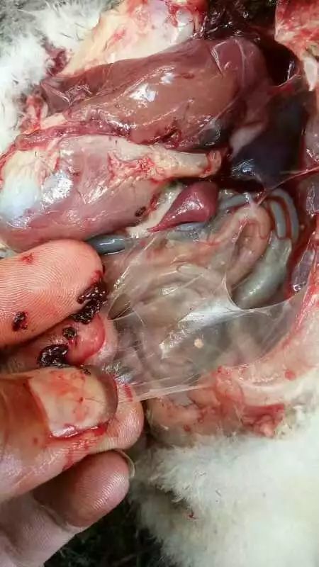 鸭子虎斑心霉菌感染心包积液威胁鸭子的三大疾病该怎么办